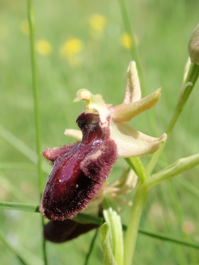 Ophrys incubacea subsp vivarensis (?)